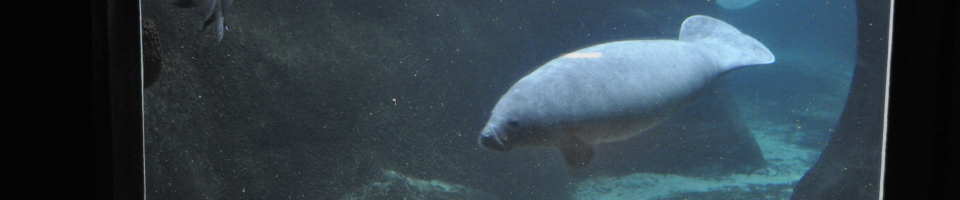 Insatech_Odense_zoo_søko